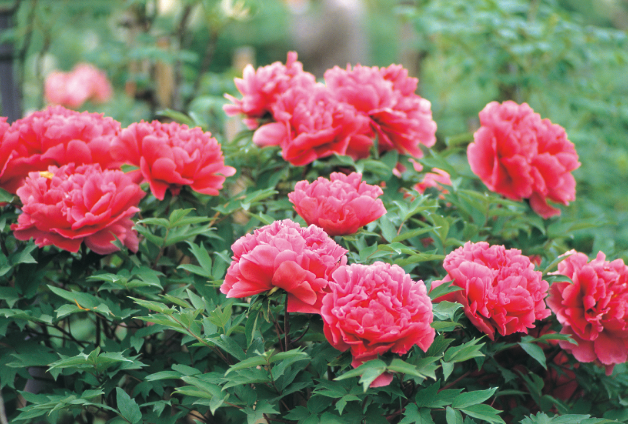 史跡 赤坂お茶屋屋敷跡　牡丹園